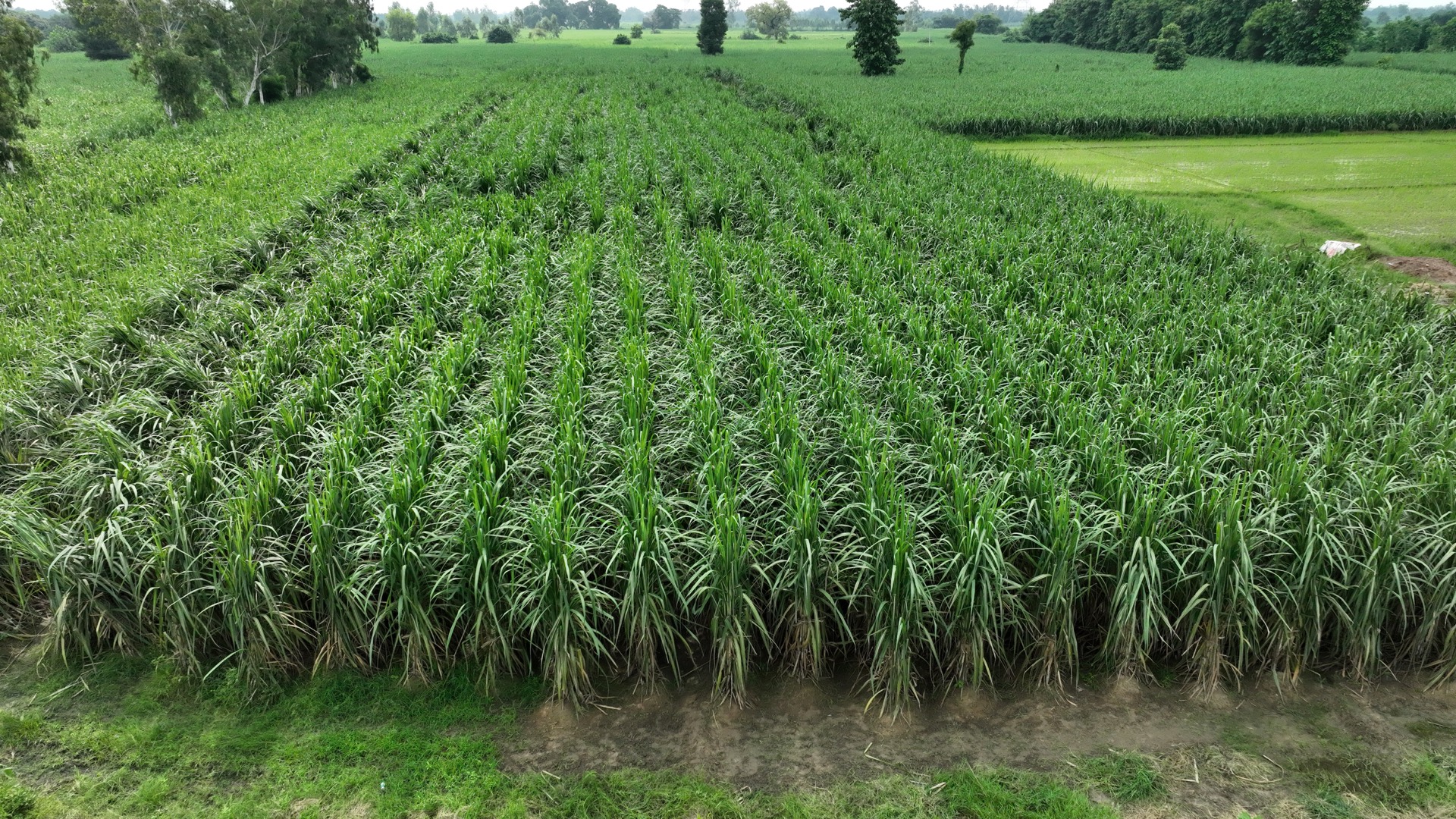 Sugarcane Field 1