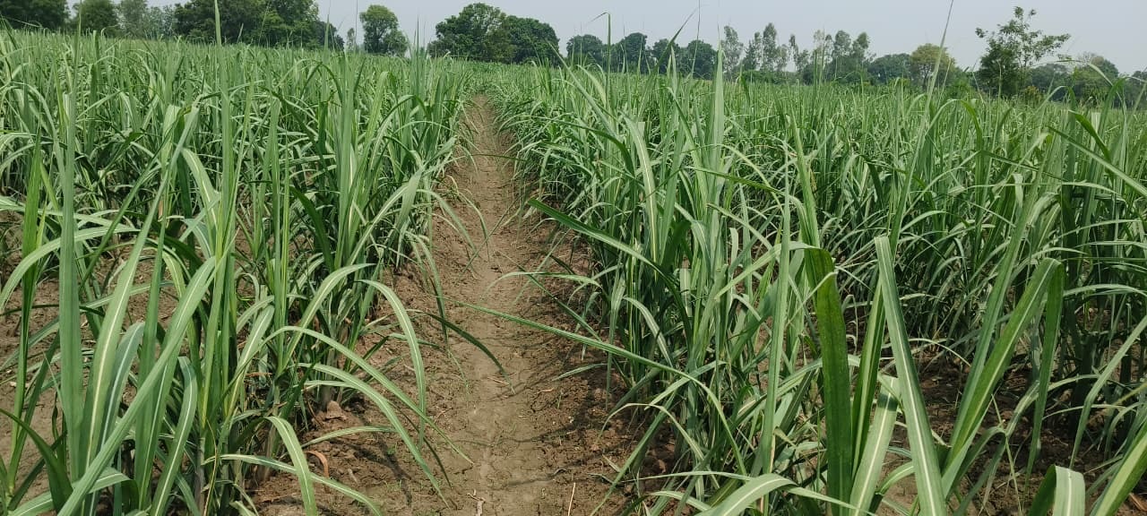 Sugarcane Field 2