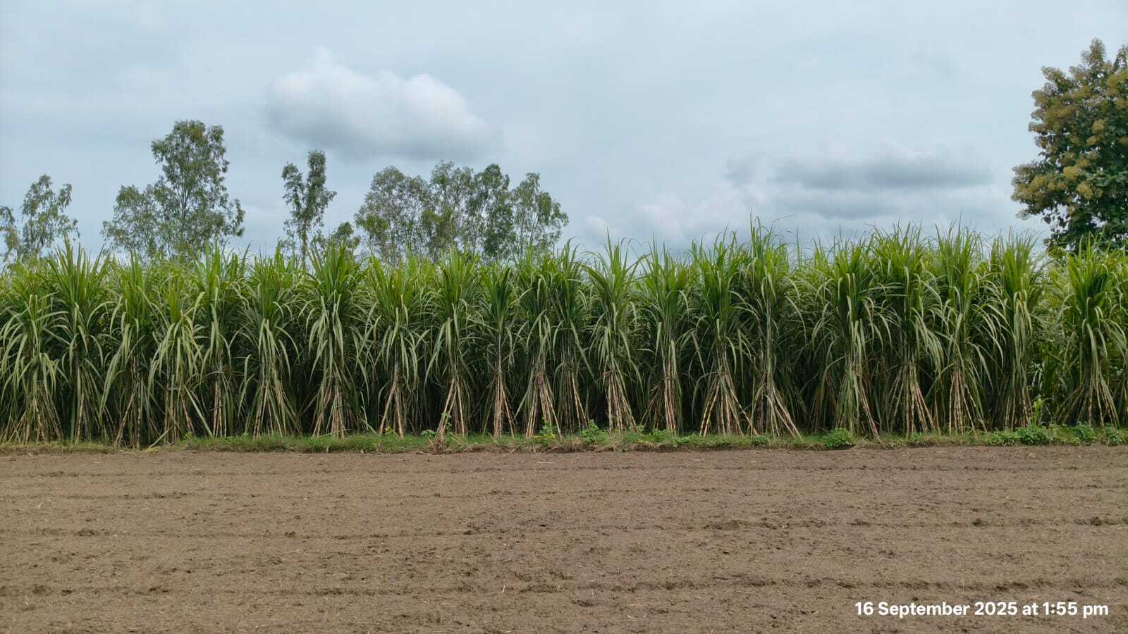 Sugarcane Field 3